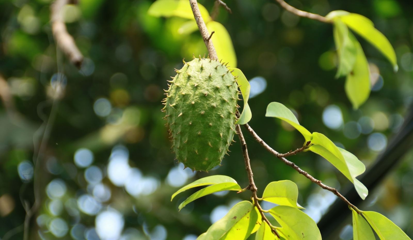 cách ăn mãng cầu 14