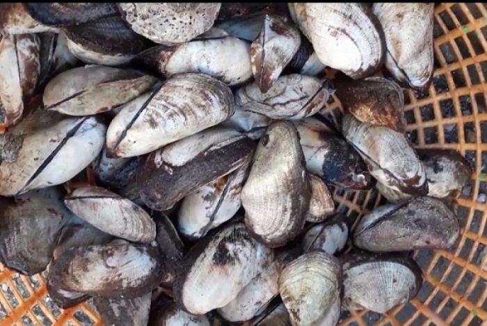 Rửa sạch sò dẹo