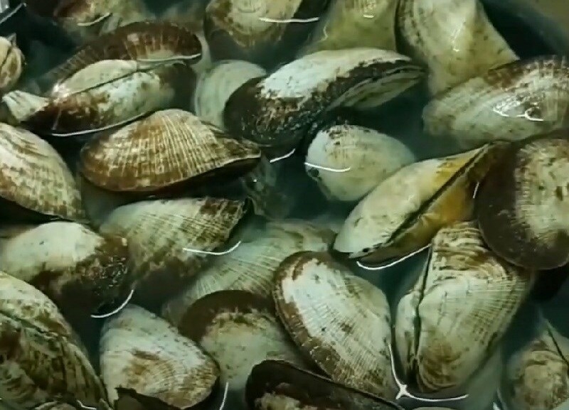 Làm sạch sò