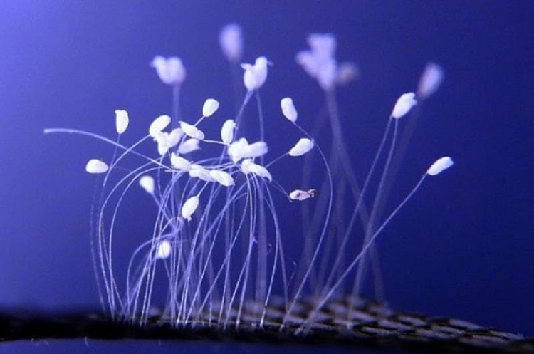 Hoa ưu đàm có tên gọi đầy đủ là hoa ưu đàm bát la