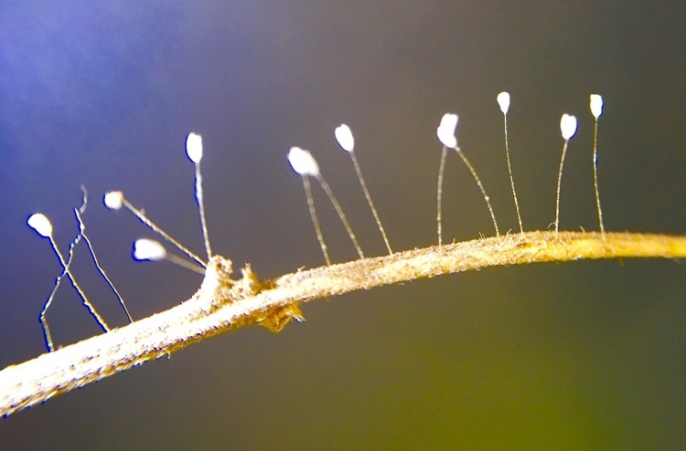 Hoa ưu đàm có kích thước rất nhỏ, màu trắng