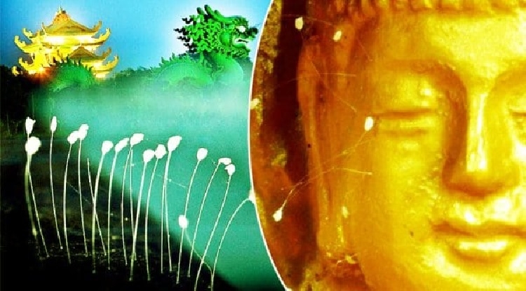 Ưu đàm trong Phật giáo là một loài cây linh thiêng