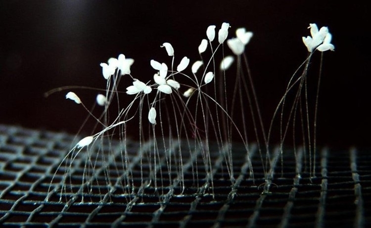 Hoa ưu đàm có thể nở khi tới thời kỳ và gặp điều kiện môi trường thích hợp