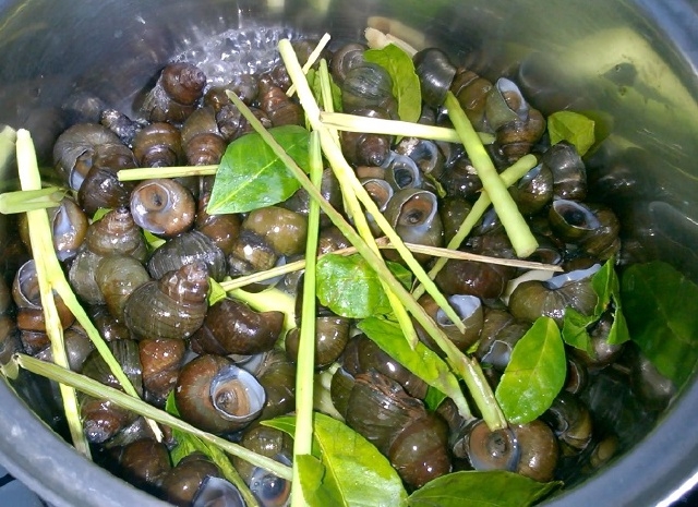 Ốc đắng có thể biến tấu theo nhiều cách