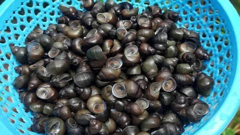 Cách chọn mua ốc đắng ngon
