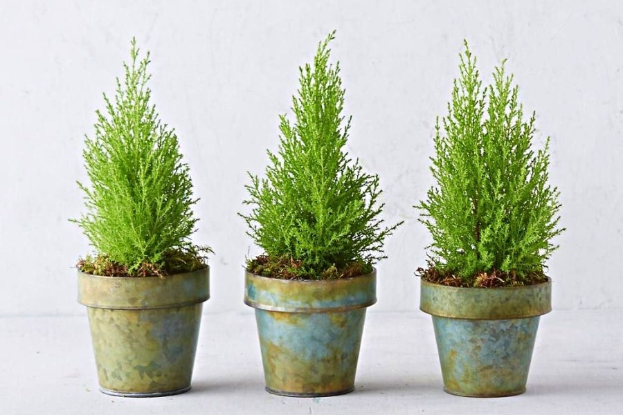 Cây tùng thơm mang ý nghĩa của sự trường sinh, may mắn