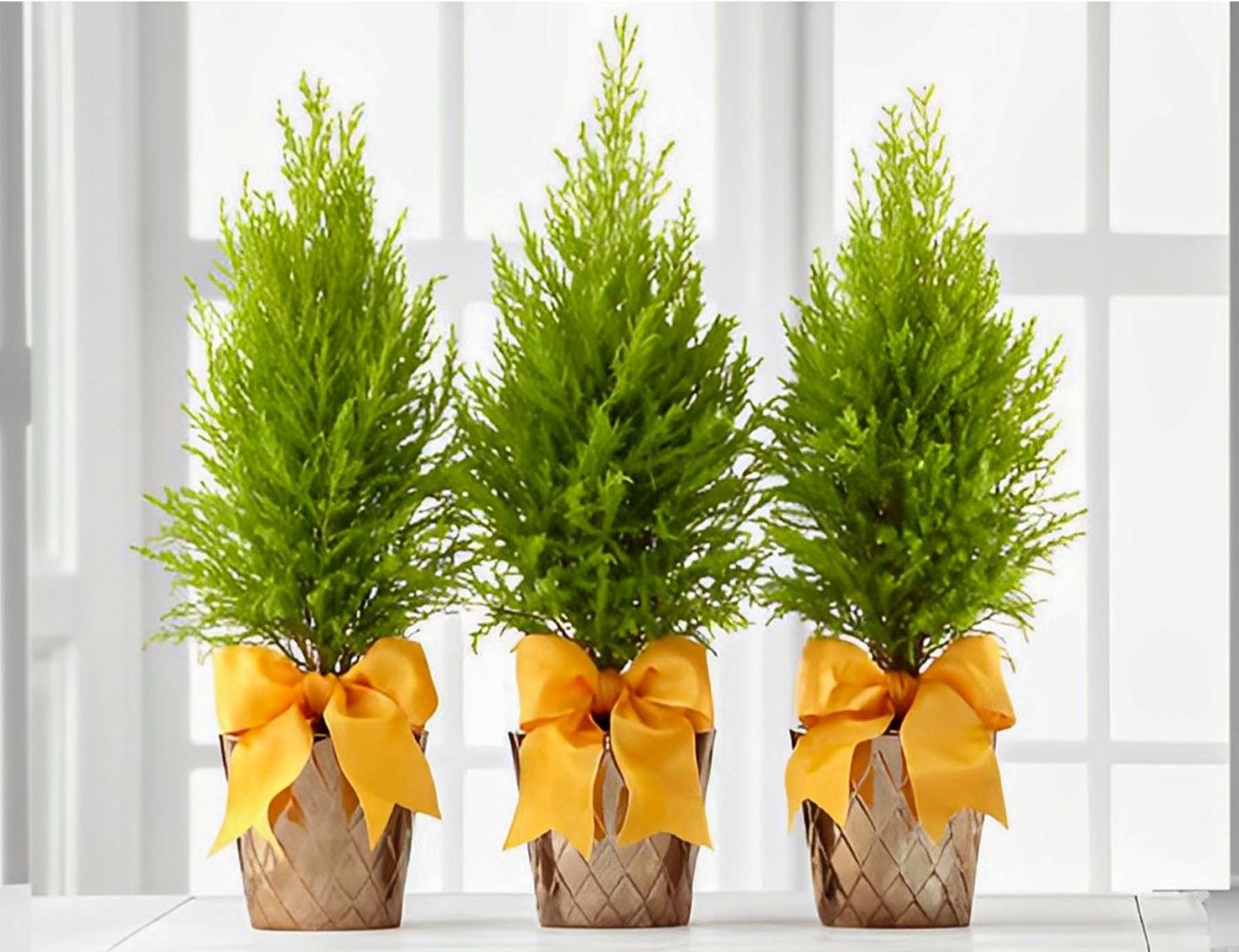 Các hình ảnh đẹp về cây tùng thơm (ảnh 4)