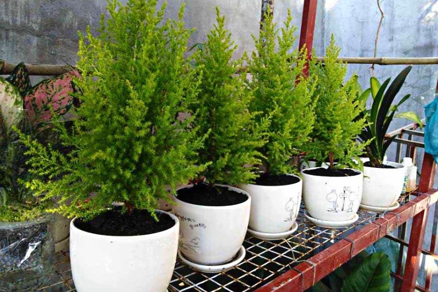 Trồng cây tùng thơm không quá khó nếu bạn chú ý kỹ loại đất và phương pháp trồng