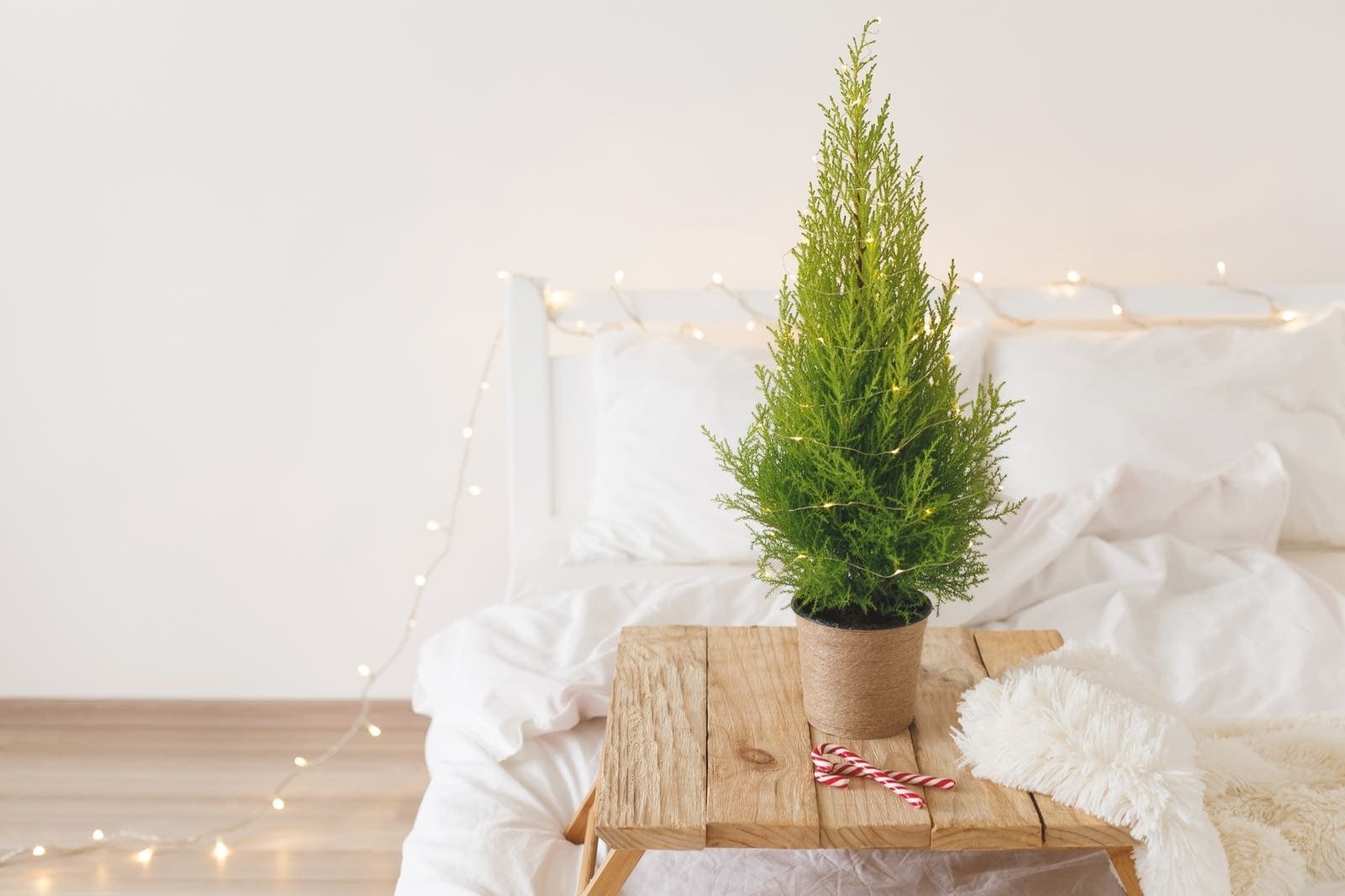 Các hình ảnh đẹp về cây tùng thơm (ảnh 2)