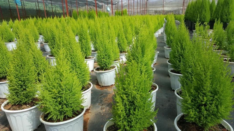 Chăm sóc tùng thơm cực kỳ đơn giản