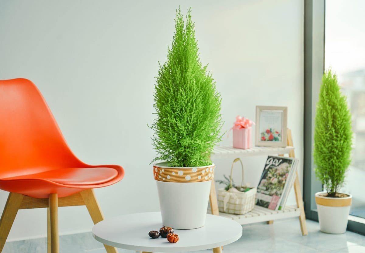 Các hình ảnh đẹp về cây tùng thơm (ảnh 3)