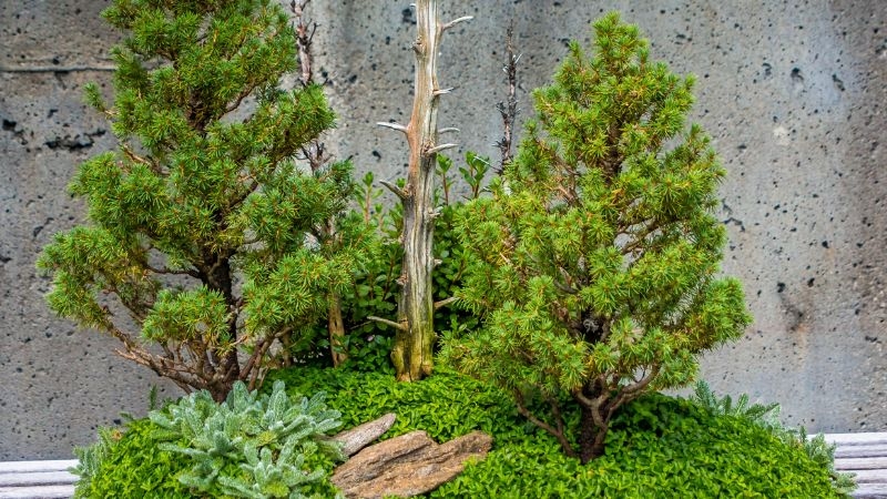 Cây tùng thơm được trang trí thành tiểu cảnh