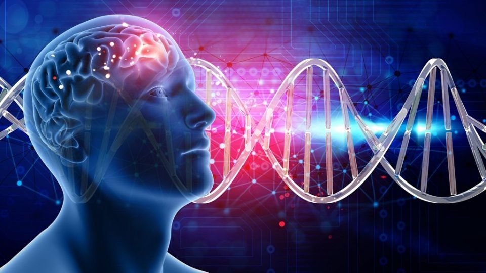 Sóng não Gamma giúp kích thích tiềm năng não bộ