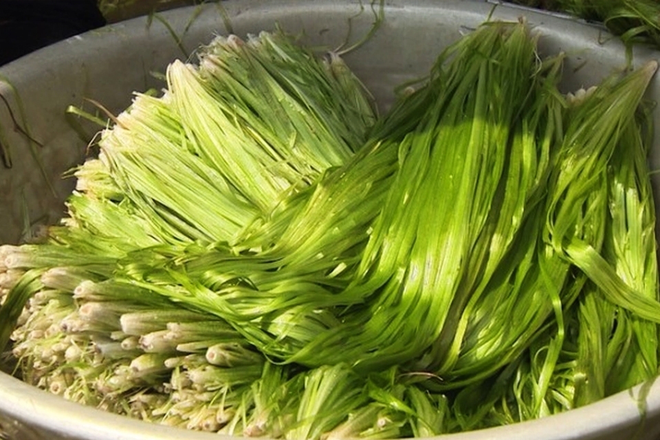 Hẹ nước mọc tự nhiên, xuất hiện nhiều vào mùa nước lũ ở các tỉnh miền Tây.