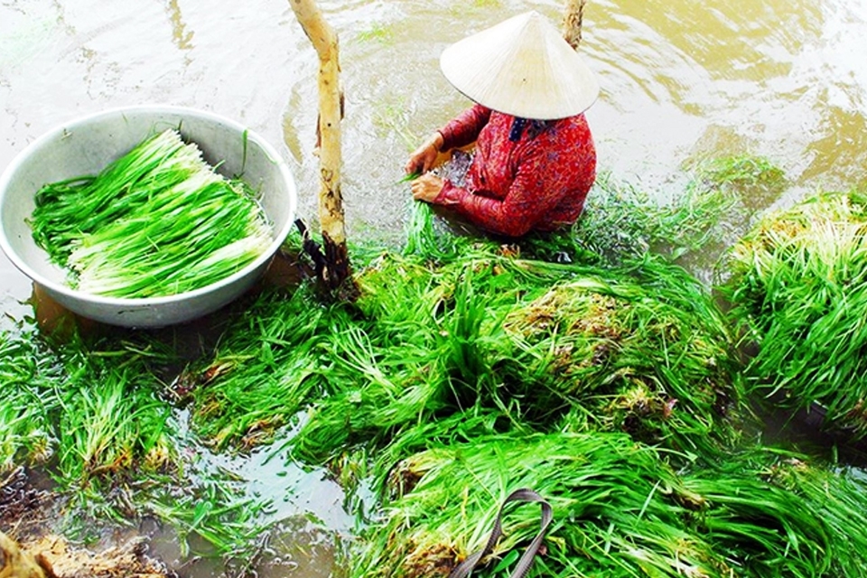 Rau hẹ nước mọc nhiều ở ao hồ, ruộng đồng, kênh rạch, bờ sông,...