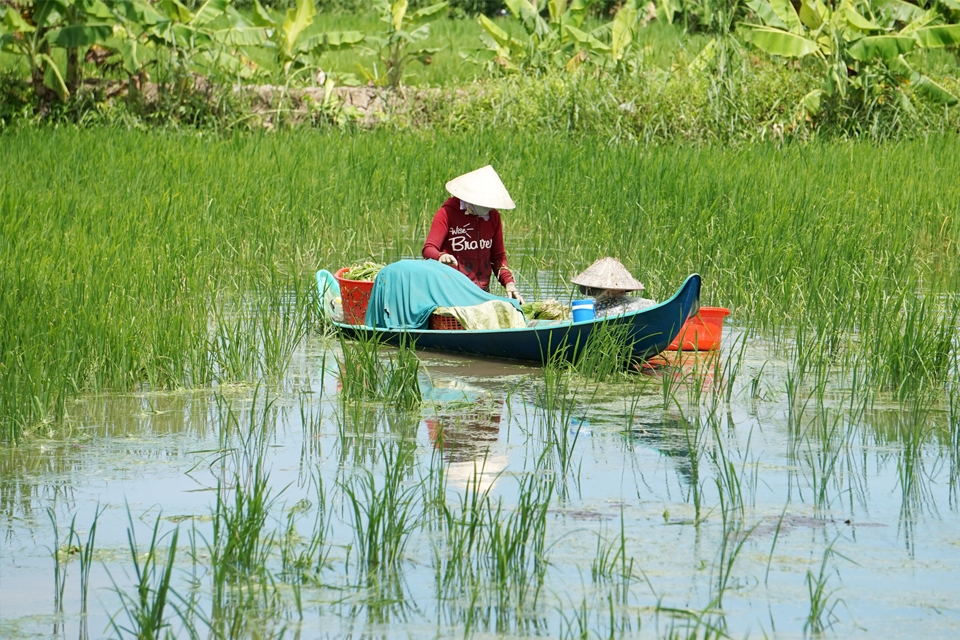 Rau hẹ nước phát triển tốt vào hời điểm mùa nước lũ, nước lên cao.