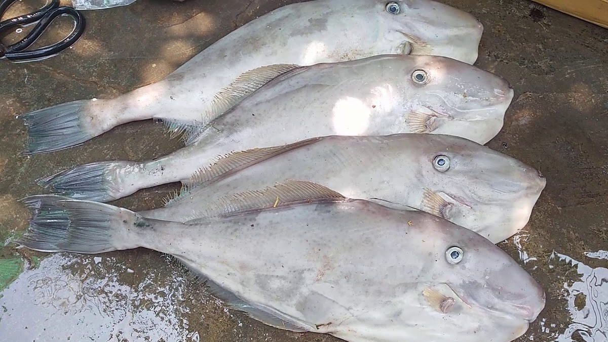 cá bò da nướng 2