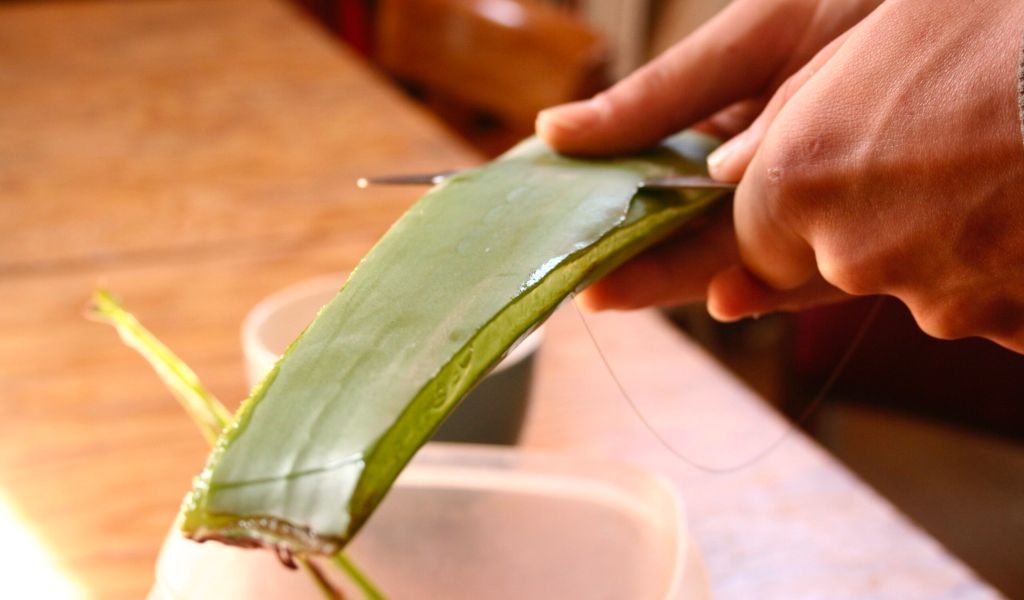 Cách sơ chế nha đam dai giòn, không nhớt, không đắng để chiến món ăn ngon hơn 5
