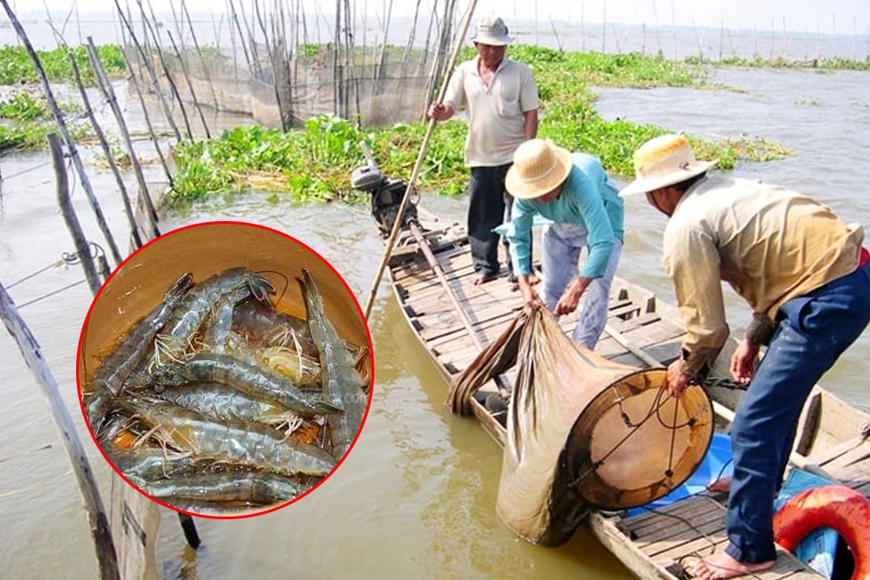 Tôm rảo sống nhiều ở các vùng đầm, phá ven biển