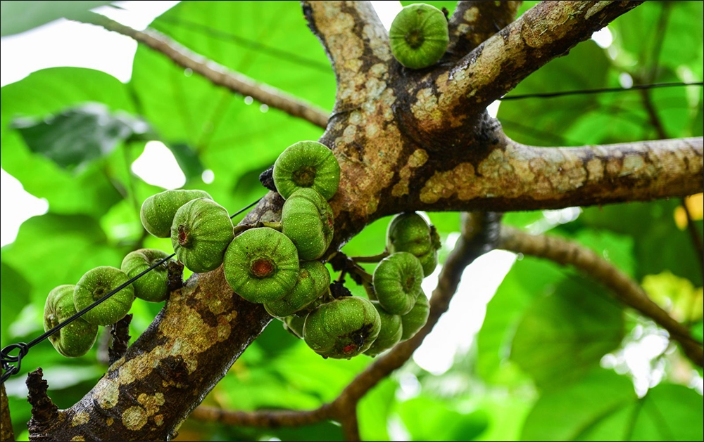 Dinh dưỡng có trong quả vả