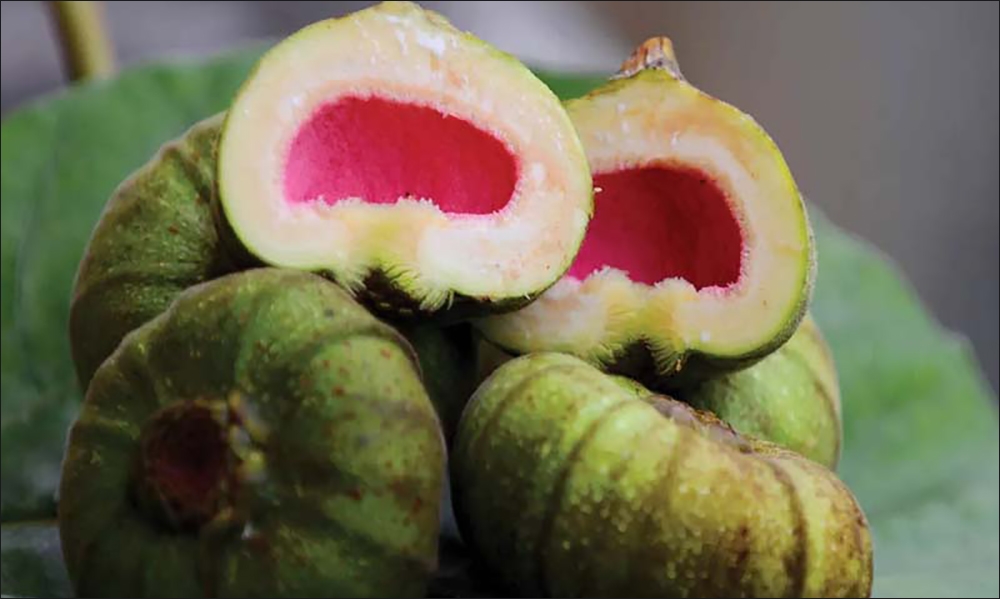 Quả vả muỗi