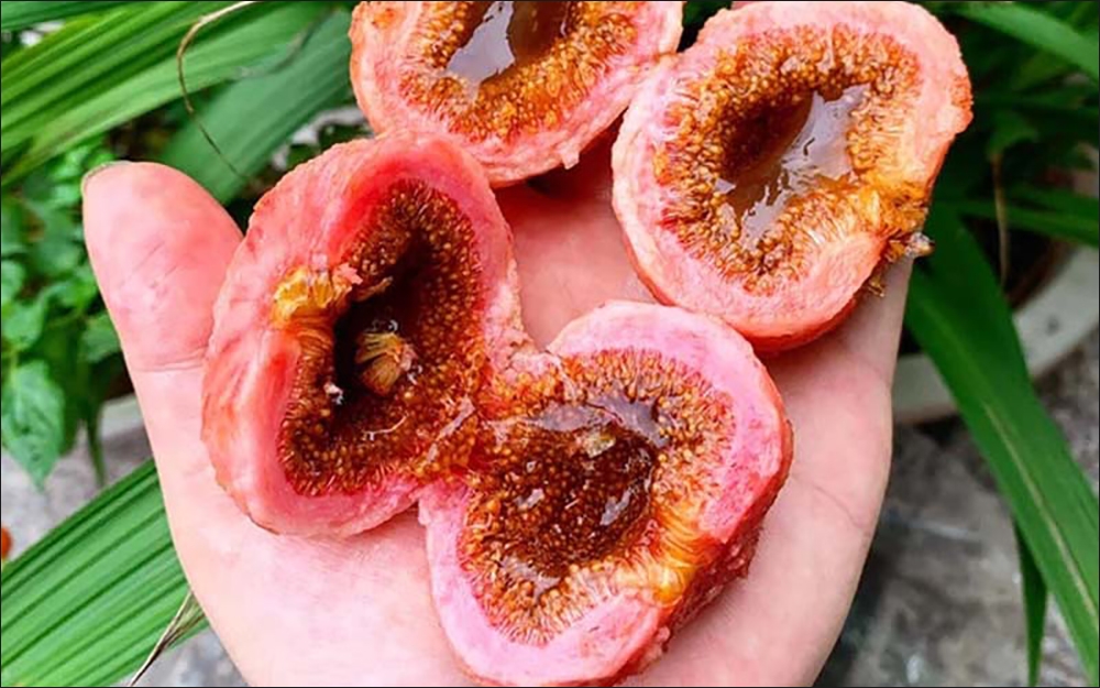 Quả vả mật
