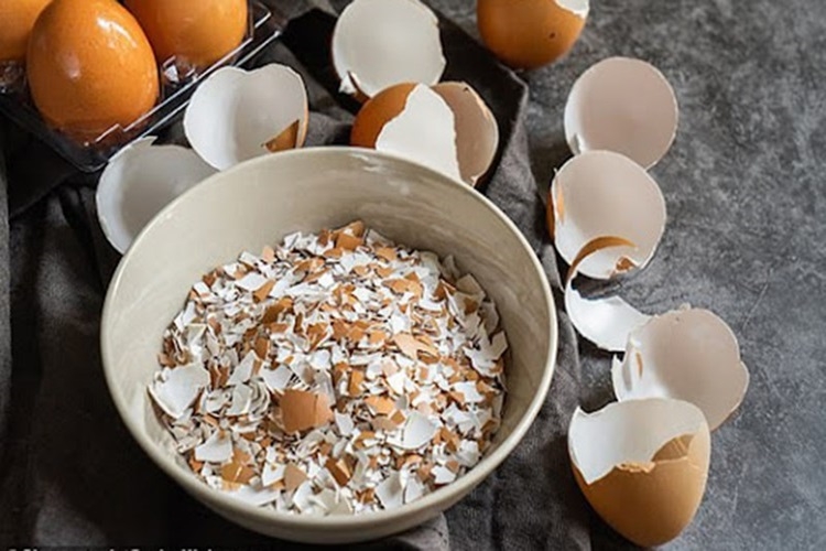 Cách đuổi kiến ra khỏi đồ ăn cực kỳ đơn giản, nhanh chóng và hiệu quả cho gia đình bạn - Hình 3