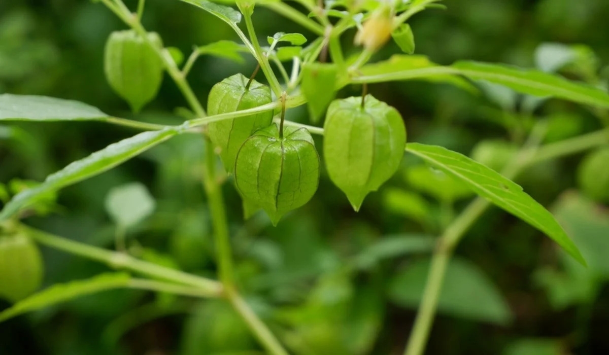 rau tầm bóp hình 1