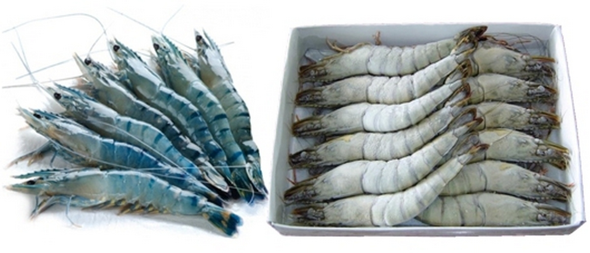 cách bảo quản tôm tươi đi xa - hình 5