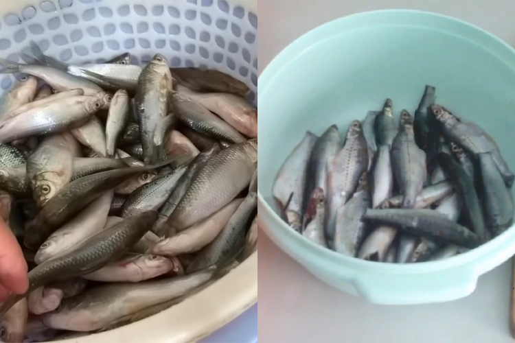 Hướng dẫn cách làm cá linh kho lạt thơm ngon hấp dẫn cho mọi gia đình Việt hình 3