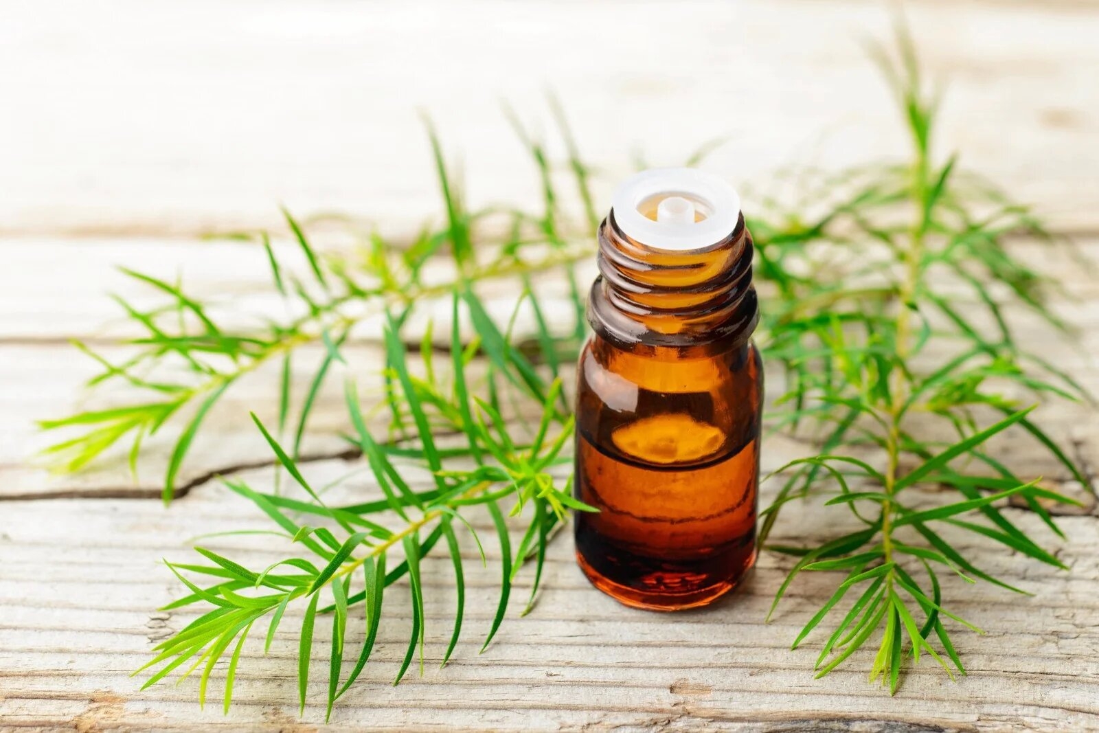 Tinh dầu đuổi muỗi 8
