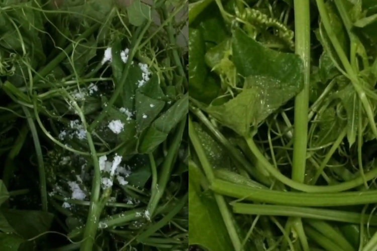 Tổng hợp nhanh 2 cách xào đọt su su ngon miệng, đơn giản, dễ làm, phù hợp với khẩu vị cả gia đình hình 6