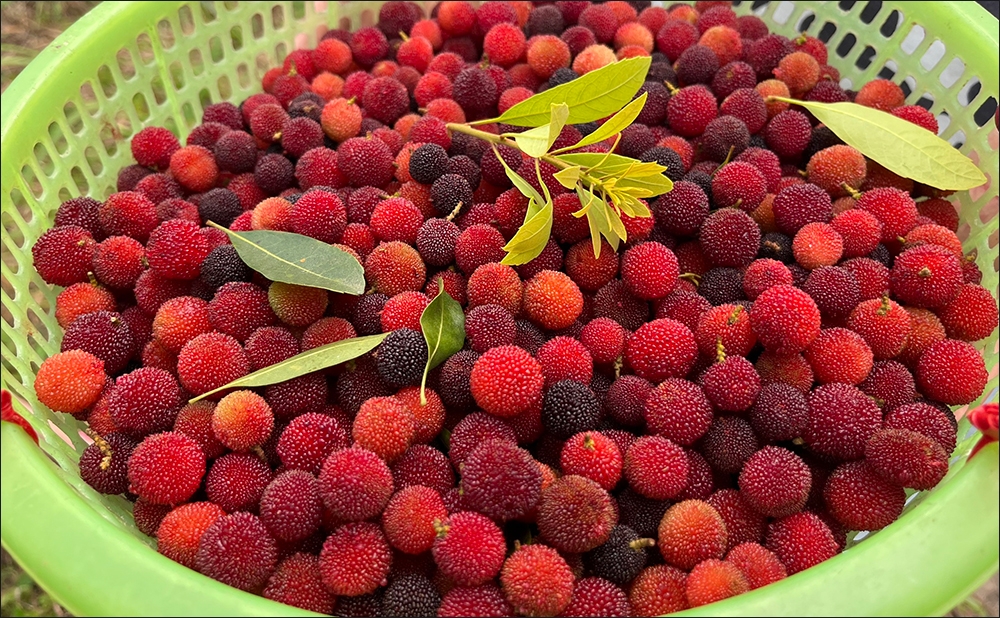 Quả thanh mai mọc rất nhiều ở Việt Nam