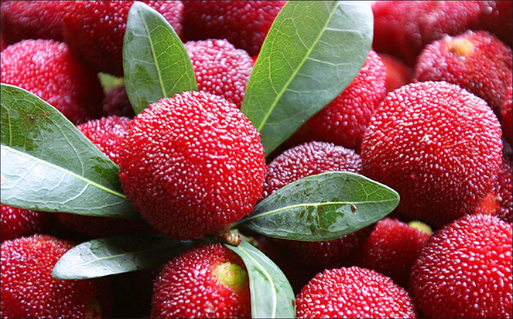 Công dụng của quả thanh mai