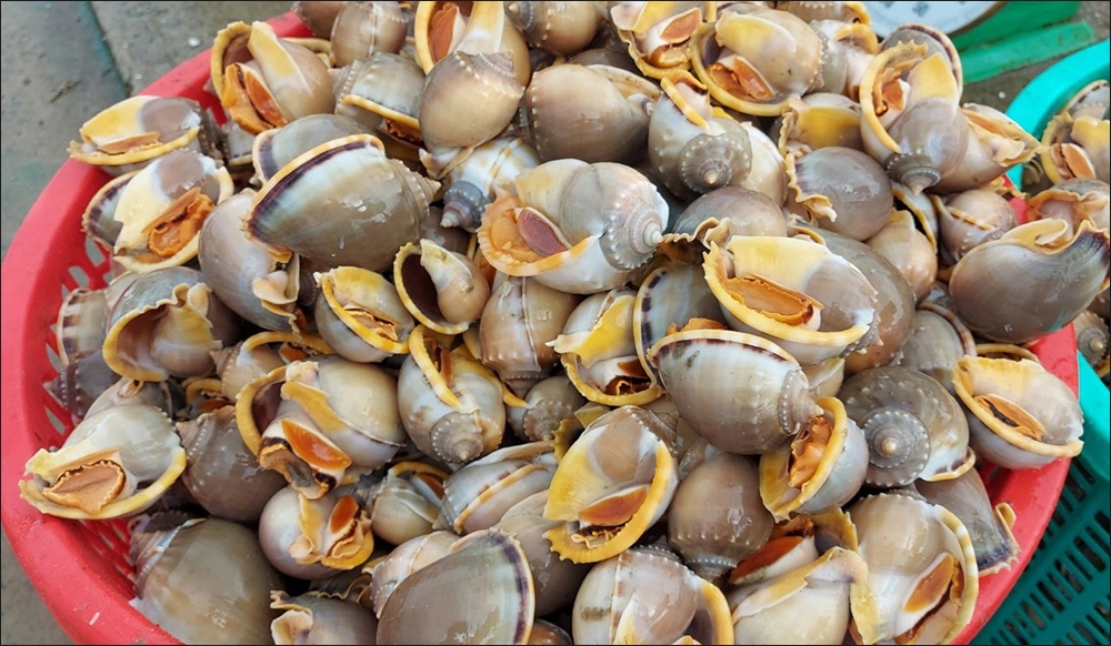 Cách chọn ốc tỏi tươi ngon