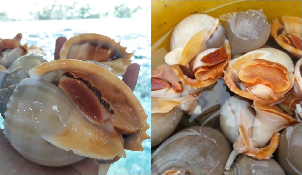 Sơ chế ốc tỏi sạch cát