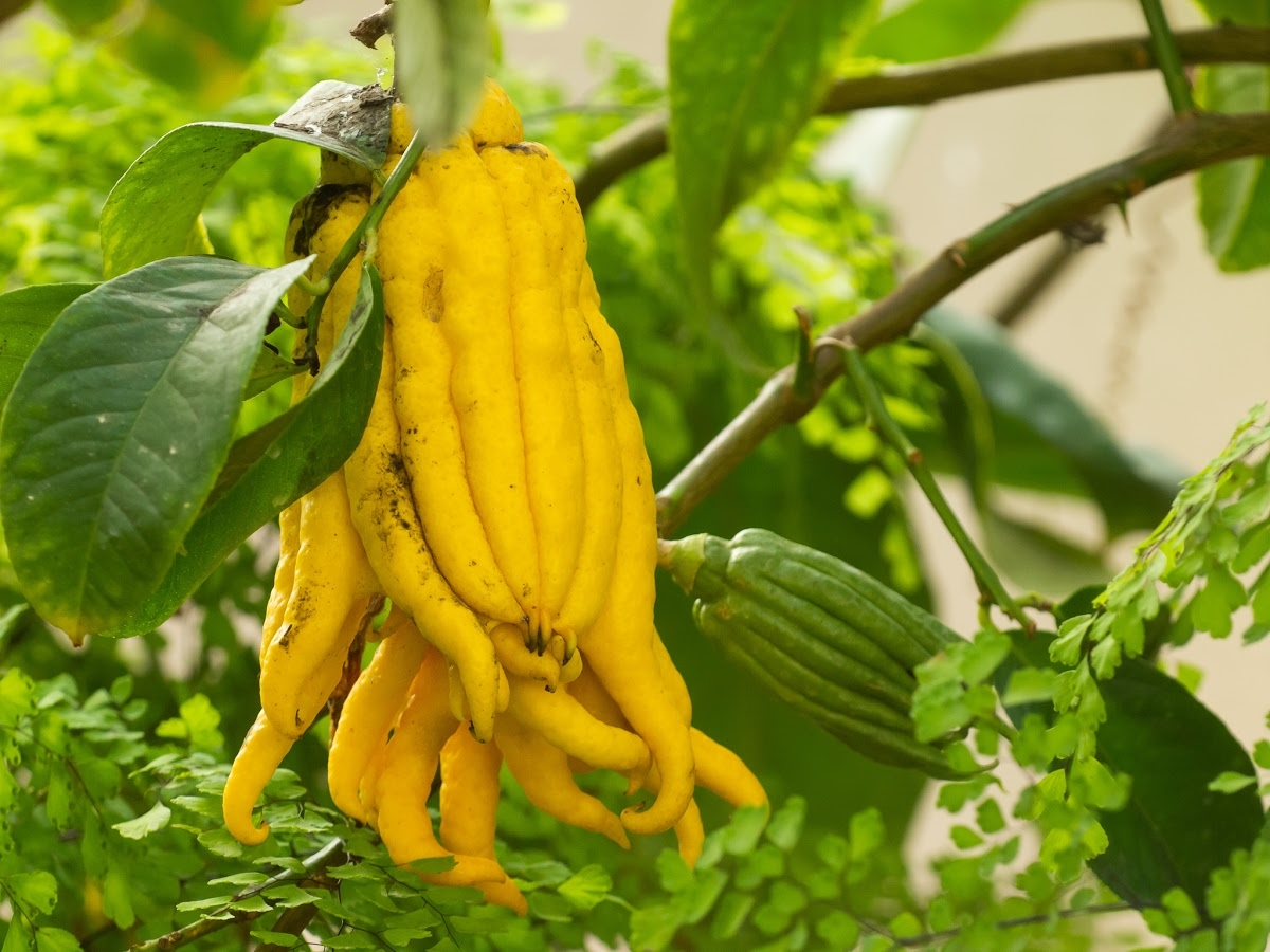 quả phật thủ hình 1