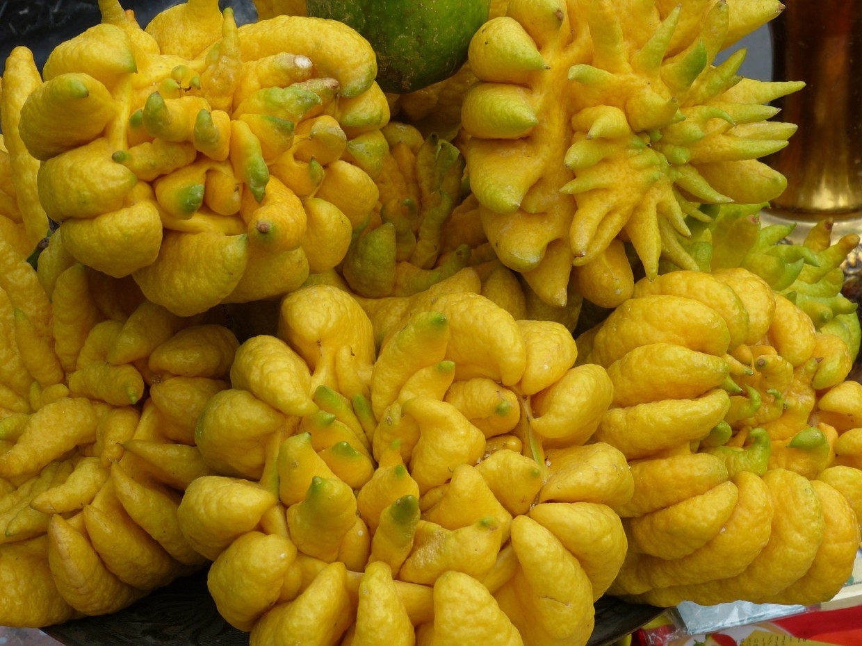 quả phật thủ hình 6