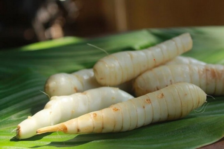 Củ dong là gì? 1