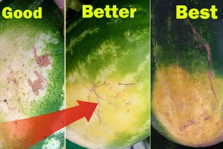 Dưa có phần vỏ tiếp xúc đất màu vàng đậm là dưa hấu ngon