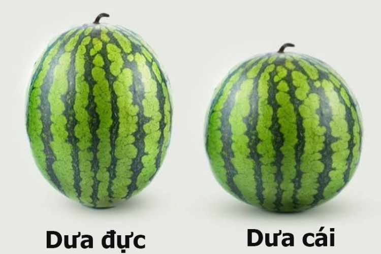 Chọn dưa hấu cái để quả dưa có ít hạt