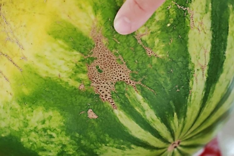 Các vết ong đốt trên vỏ dưa là dấu tích của quá trình thụ phấn