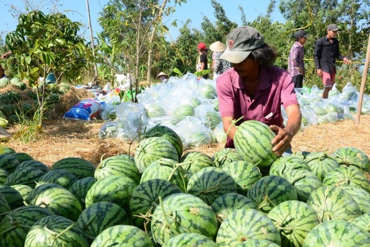Mỗi vùng miền, thời tiết sẽ có mùa vụ thu hoạch dưa hấu khác nhau