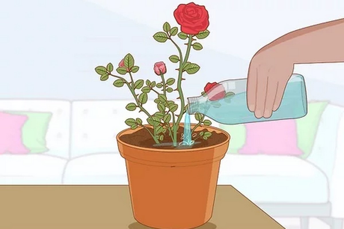 cách bảo quản hoa hồng - hình 4