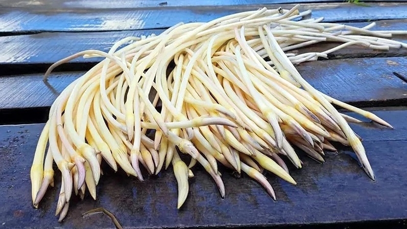 cách sơ chế ngó sen