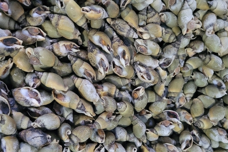 Cách chọn ốc cà na tươi