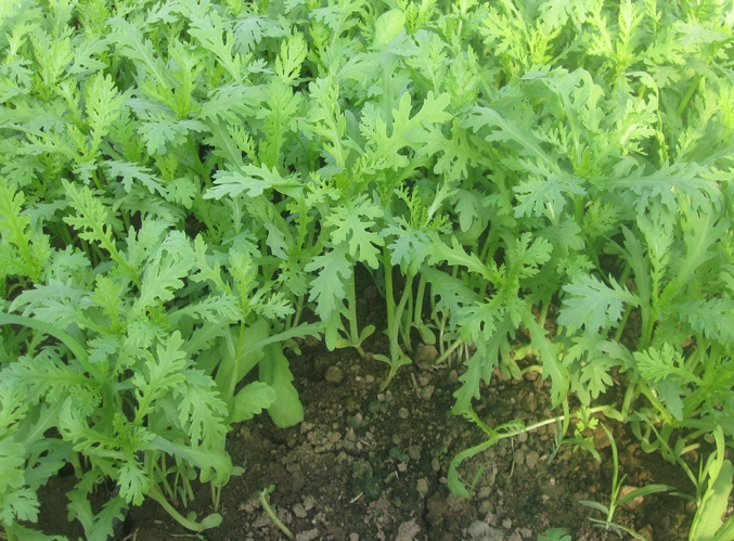 Học lỏm cách nhặt rau cải cúc nhanh gọn, vụng về cũng làm được