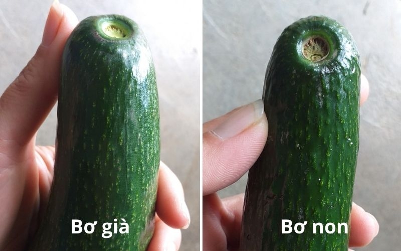 Chọn bơ tươi