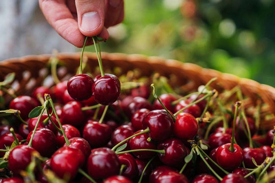 Mẹo chọn mua cherry tươi ngon để làm mứt.