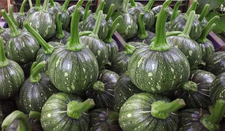 bí non xào tỏi 2